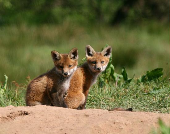 Fox <i>Vulpes vulpes</i>